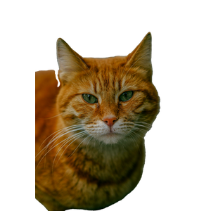 Detailed Close Up Of A Ginger Cat Showing Its Expressive Green Eyes And Fur Texture. 14560 - Cat PNG image with transparent background